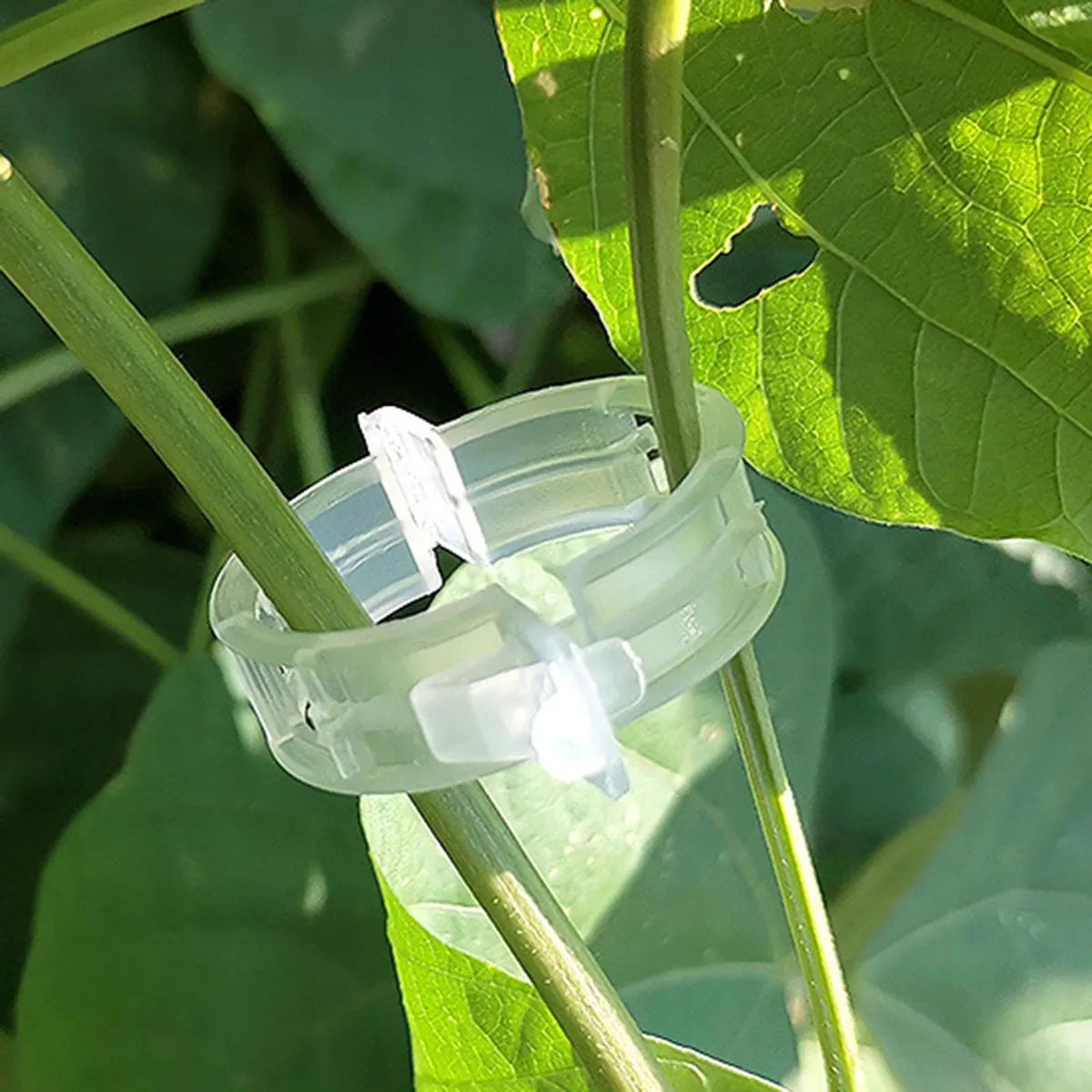 CLIPS DE SOPORTE PARA PLANTAS 100 piezas