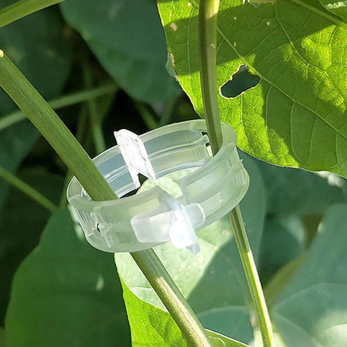 CLIPS DE SOPORTE PARA PLANTAS 100 piezas